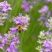 Bee Landing on Lavender Flower