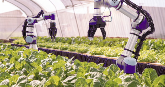 futuristic robot automation to vegetable farm