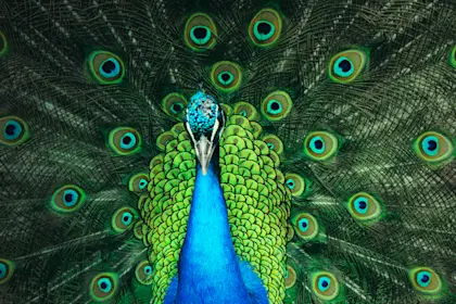 Male Peacock