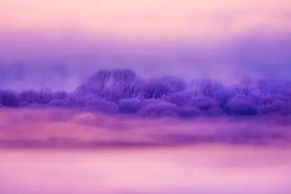 Purple winter landscape