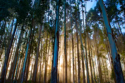 A backlit forest