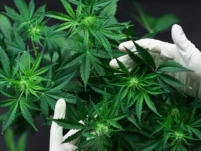 Cannabis Stocks Soar as Mexico Nears Legalisation