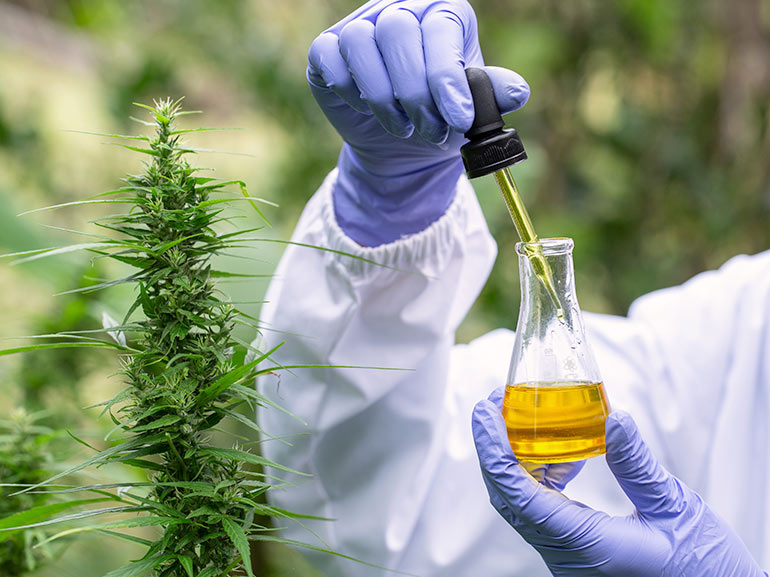 Tilray supera a otras acciones de cannabis