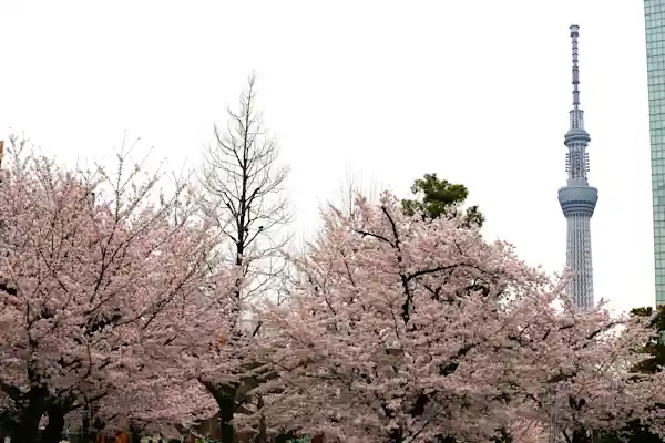 錦糸公園 桜まつり 2025