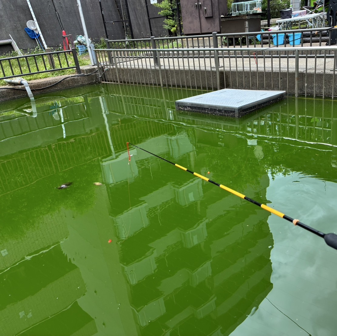 大 横川 親水 公園 魚つり 場