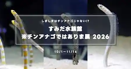 すみだ水族館「※チンアナゴではありま展」2026｜しましまはニシキアナゴ？ 限定メニュー・お面配布・ゴハンタイムの日程まとめ（10/1〜11/16）