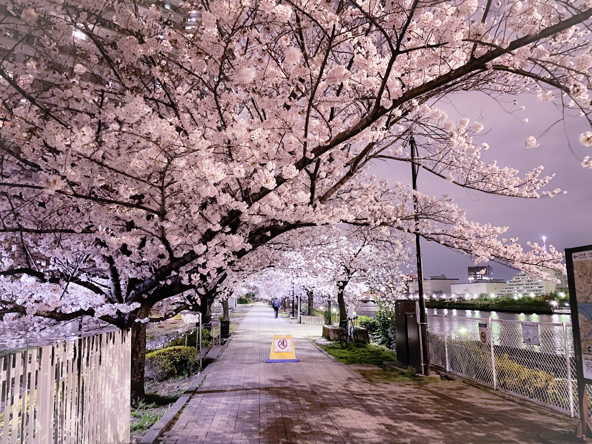 2023年最新版】東京隅田公園の桜と墨堤さくらまつりの魅力を大