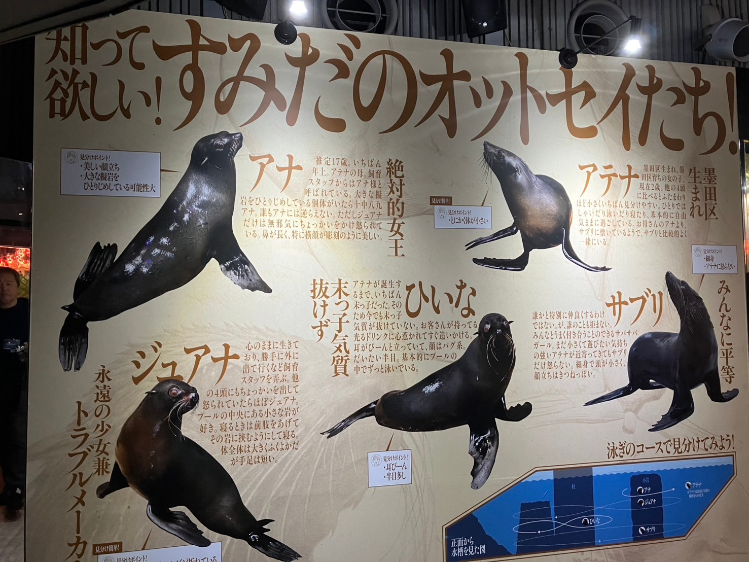 取材記事】すみだ水族館「いいえそれはオットセイ展」へ行ってみた