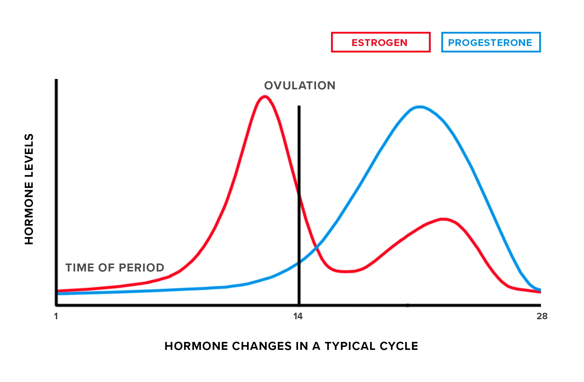 Changes in hormone levels in a typical menstrual cycle.