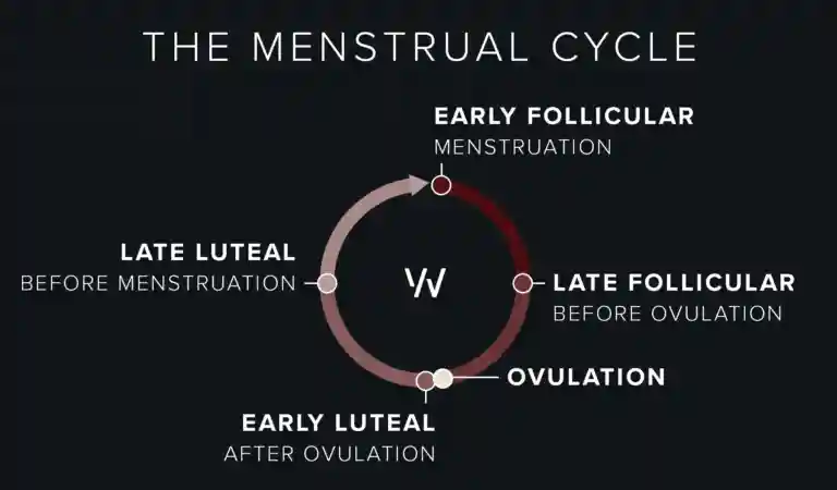 menstrual cycle chart