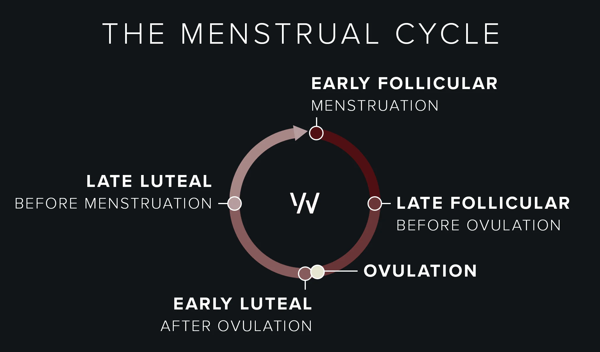 menstrual cycle chart