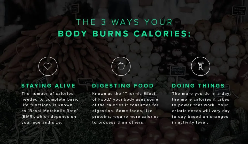 An explanation of the 3 thrings that cause your body to burn calories.