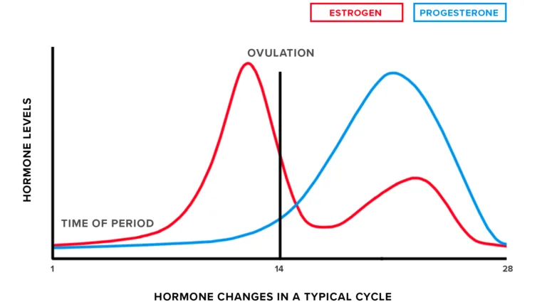 Hormone levels during menstrual cycle