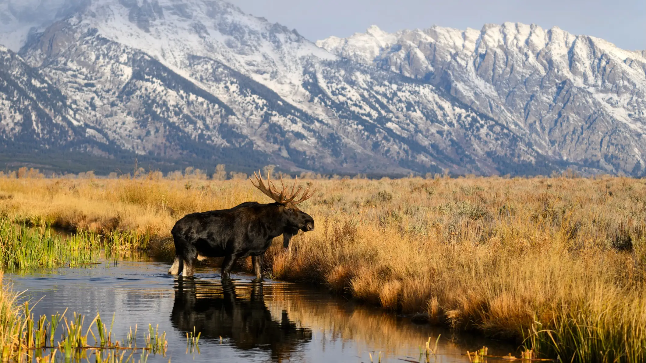 Grand Teton National park, USA Orignal se tenant dans un étang avec des herbes dorées et des montagnes enneigées majestueuses en arrière-plan.