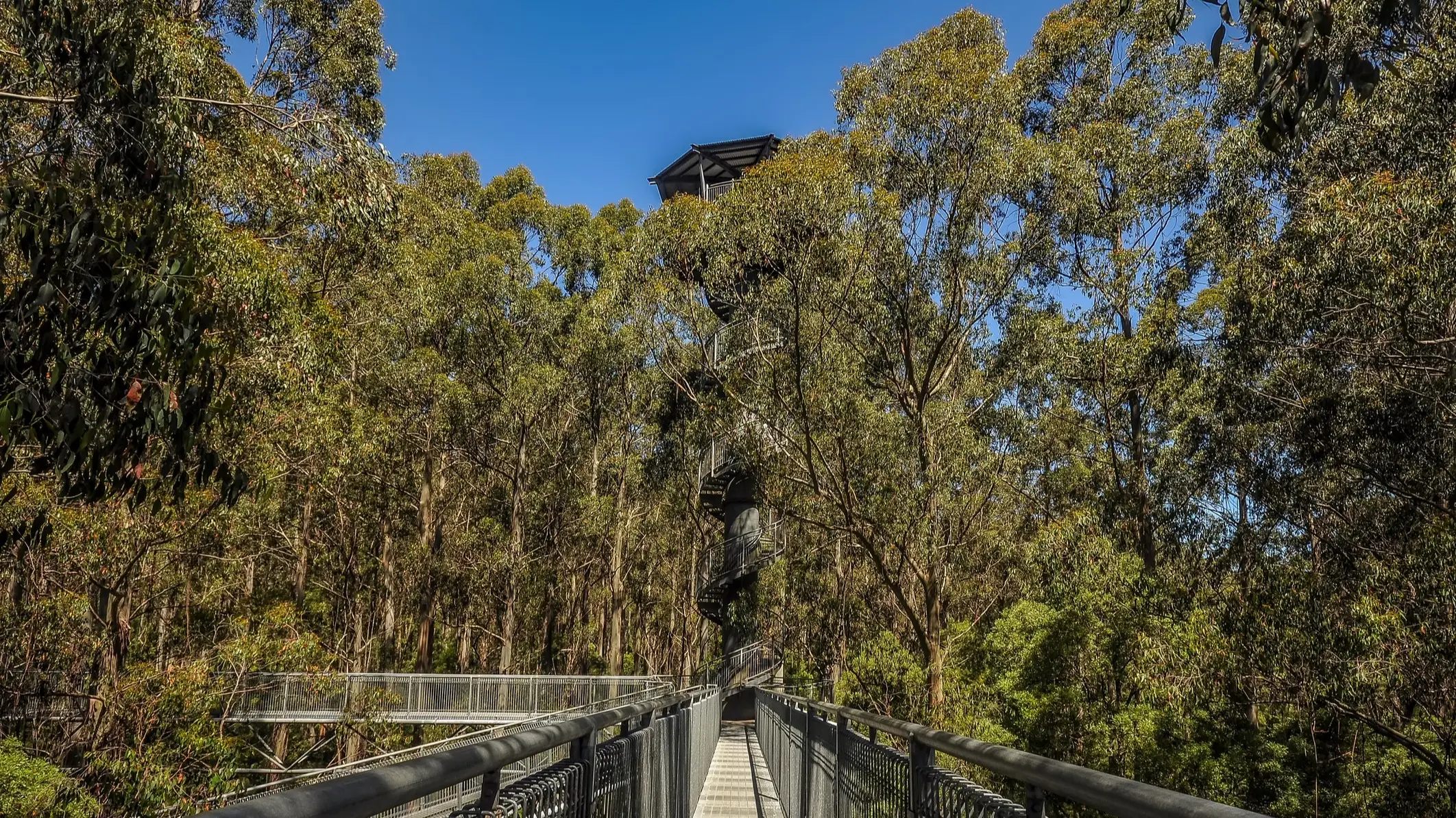 Baumwipfelpfad im Otway Park in Australien.