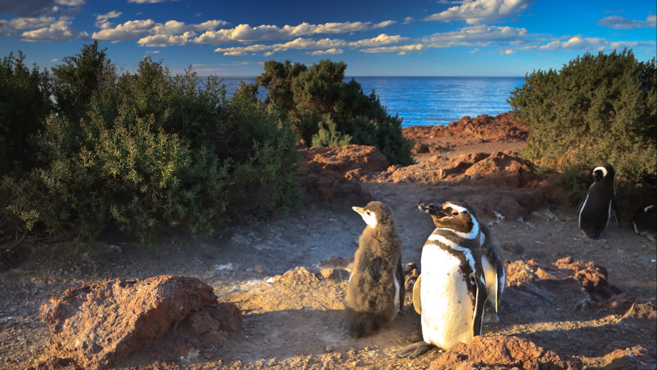 Punta Tombo Wildlife Reserve, die größte Magellan-Pinguin-Kolonie der Welt, Argentinien.
