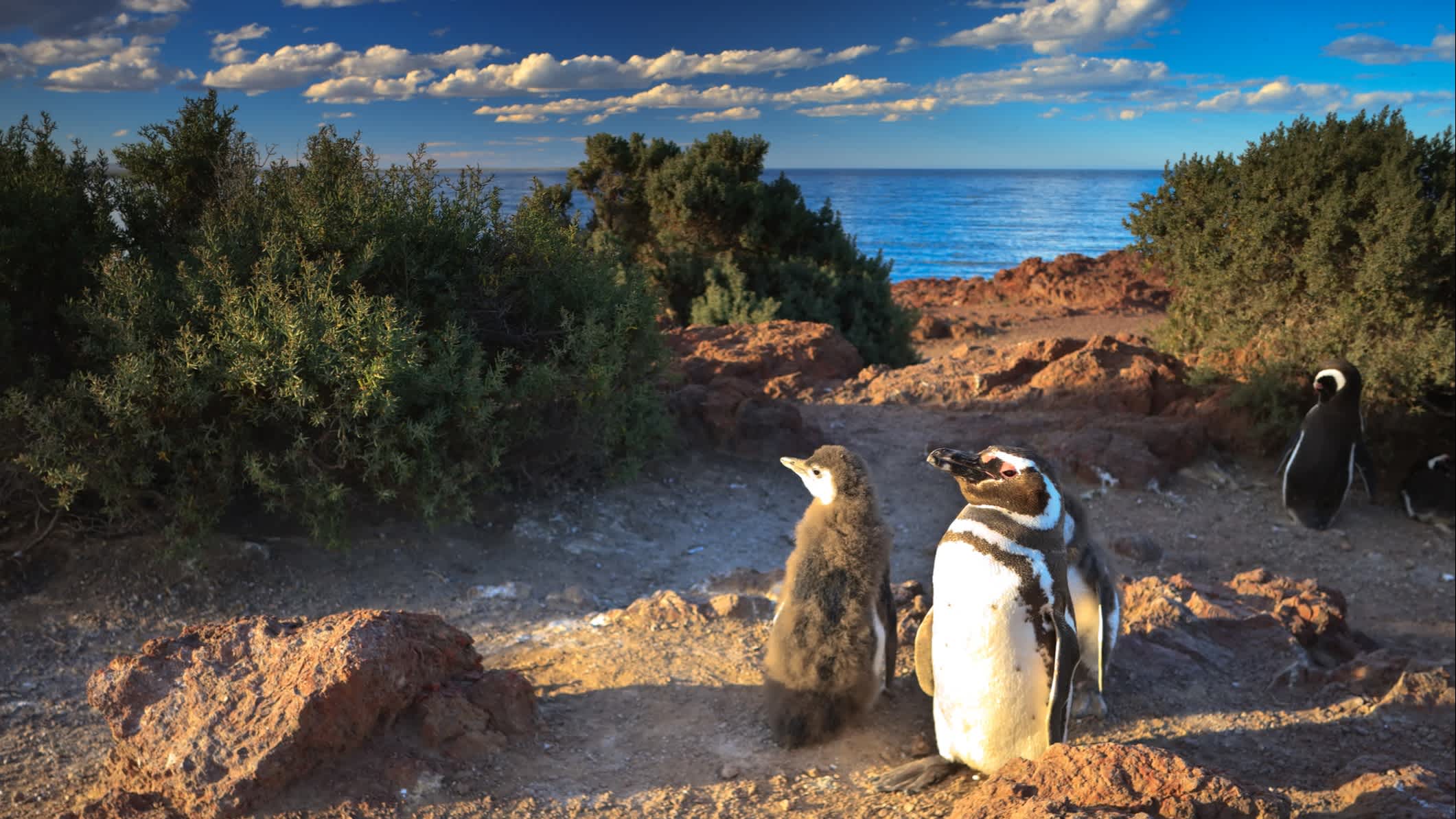 Punta Tombo Wildlife Reserve, la plus grande colonie de manchots de Magellan au monde, Argentine.