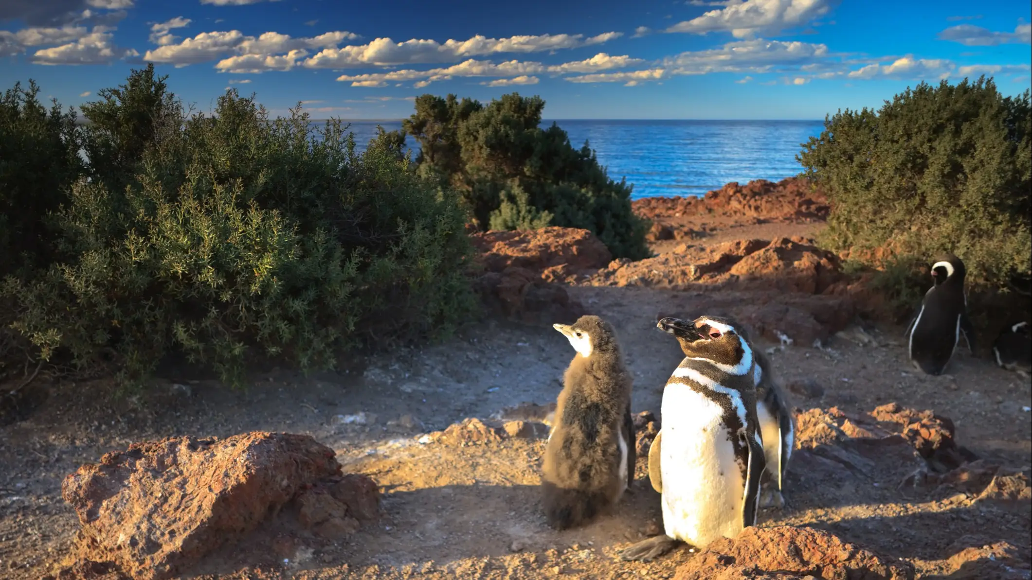 Argentinien Wildtierreservat Punta Tombo Punta Tombo Wildlife Reserve, die größte Magellan-Pinguin-Kolonie der Welt, Argentinien.