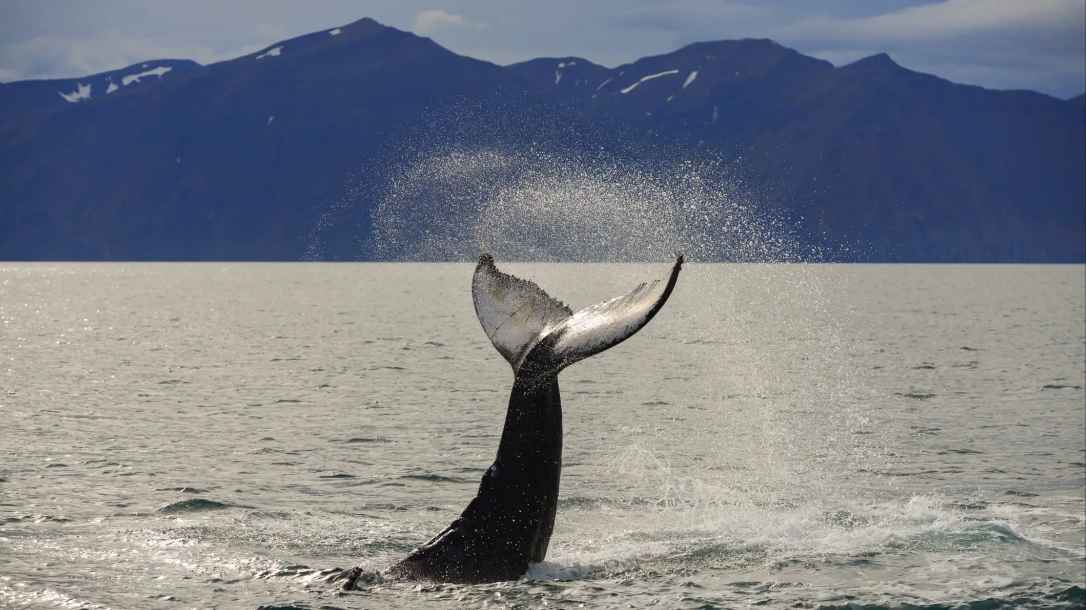 La queue d'une baleine à boss lors d'une excursion d'observation des baleines au nord de Húsavík, dans le nord de l'Islande