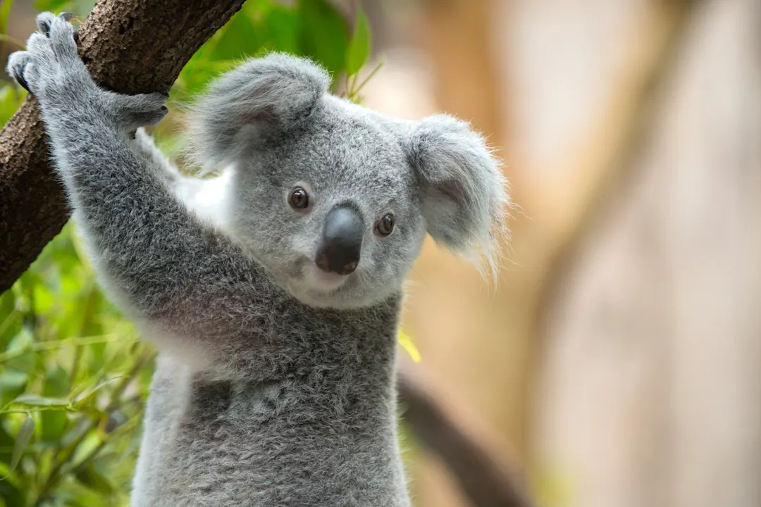 Australien, Koala-Bär