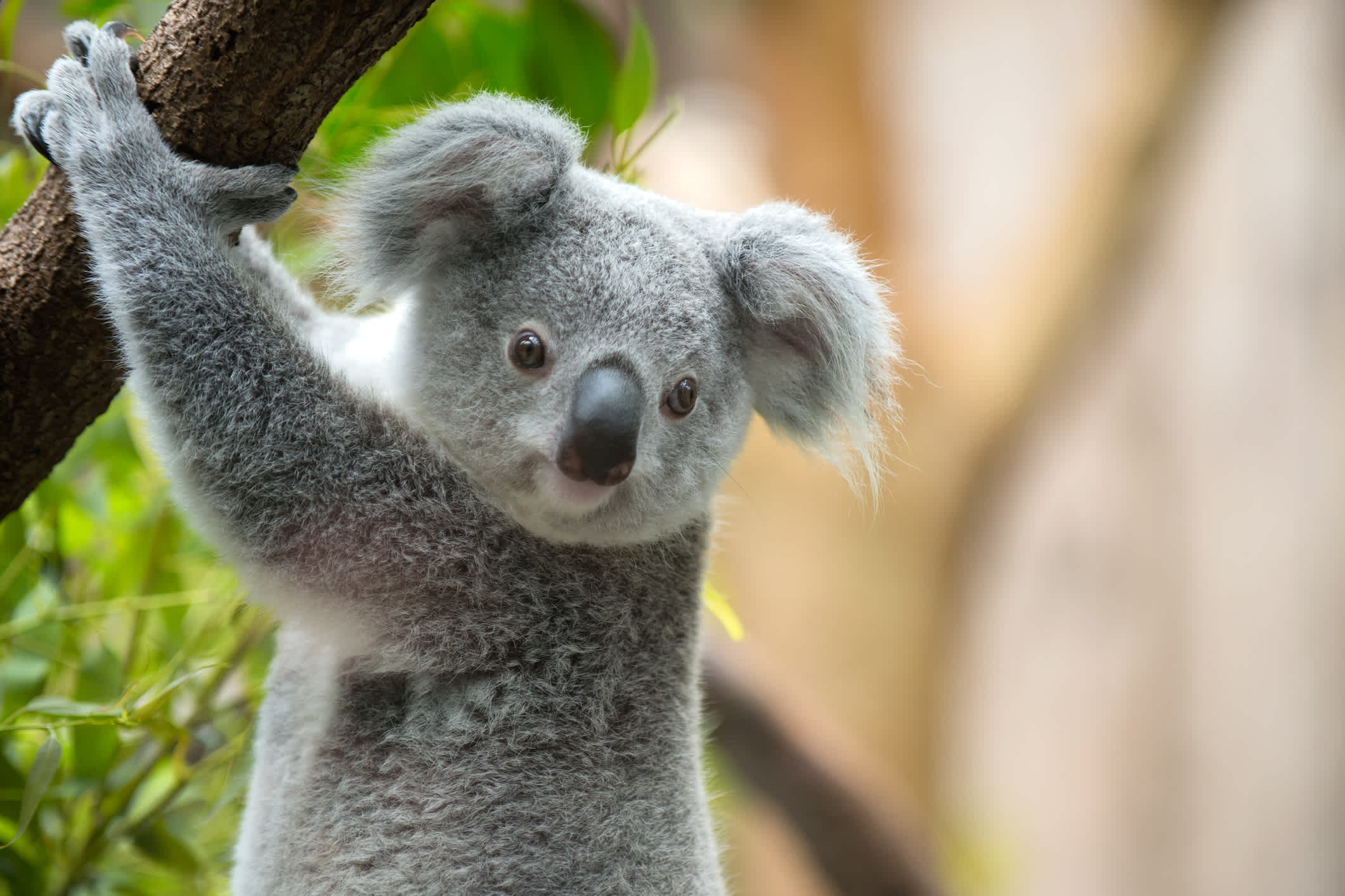 Ours koala sur un arbre, Australie.
