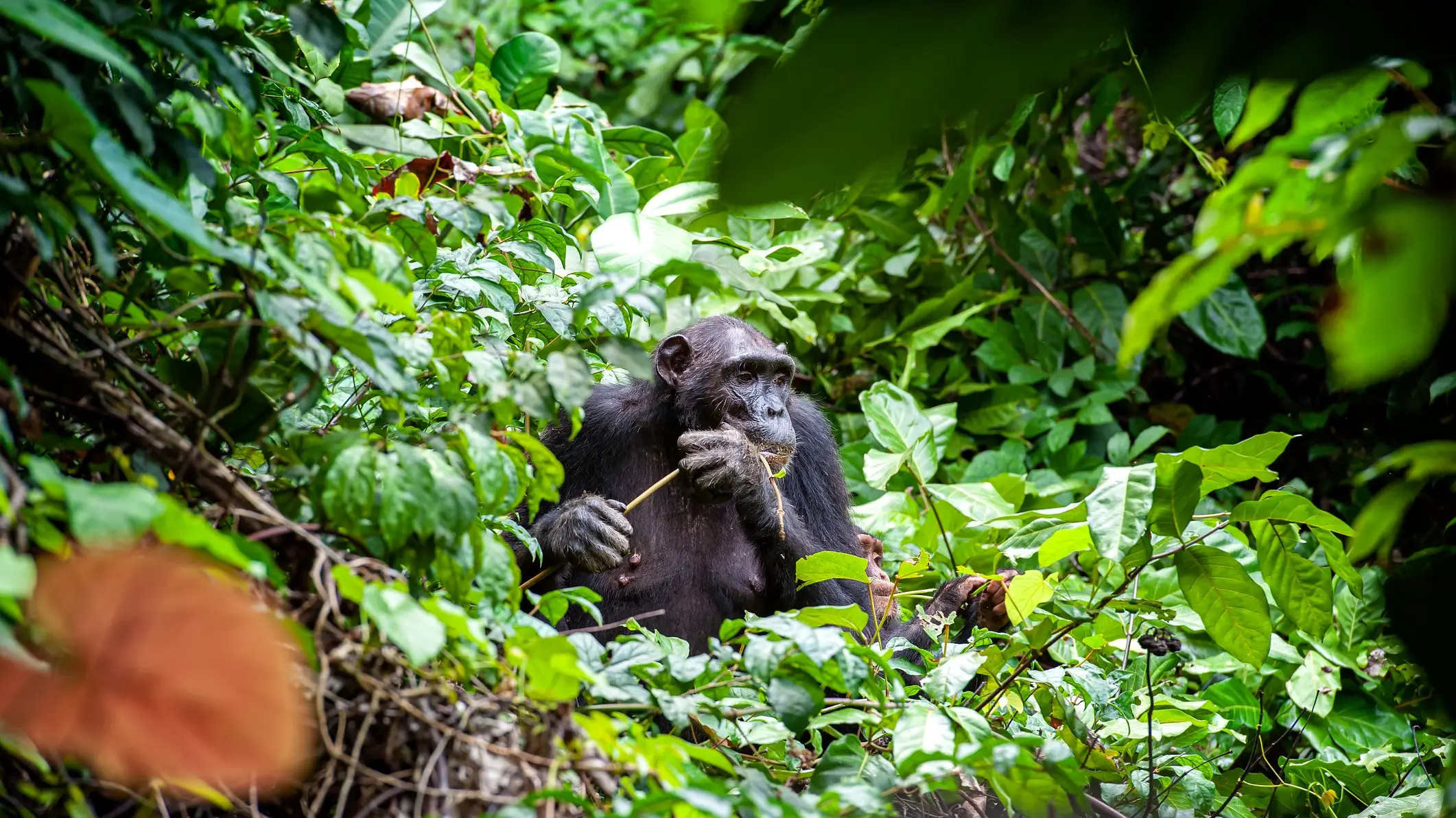 Chimpanzé mâle, nourrissage, parc national de Gombe, Tanzanie