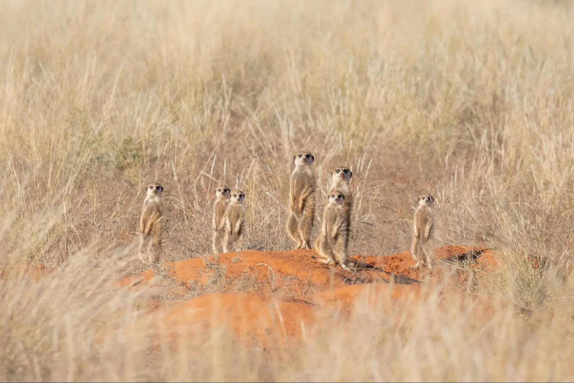 Südafrika, Erdmännchen Erdmännchen stehen auf ihrem Bau