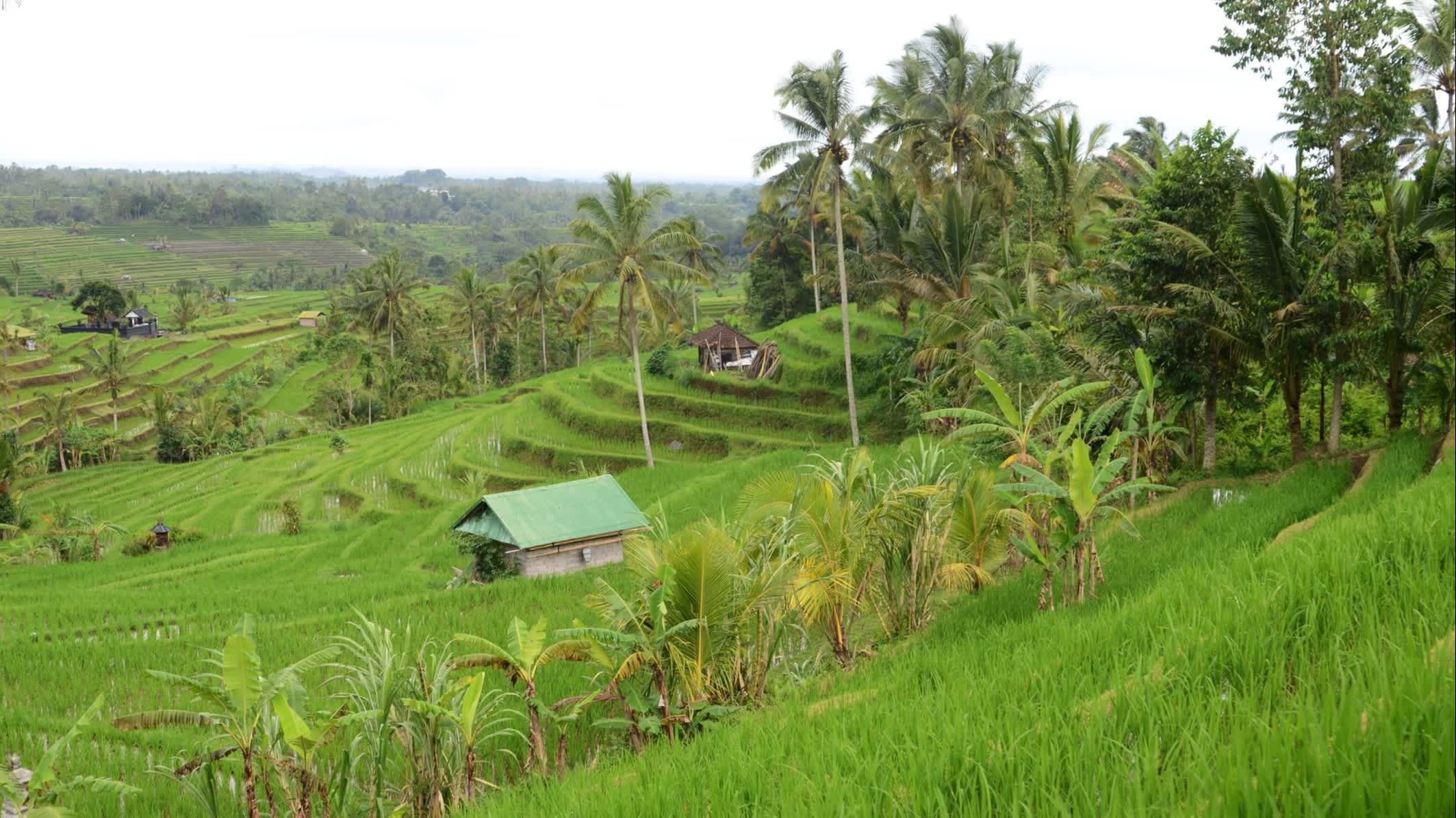 Champs de riz verts à Bali, Indonésie
