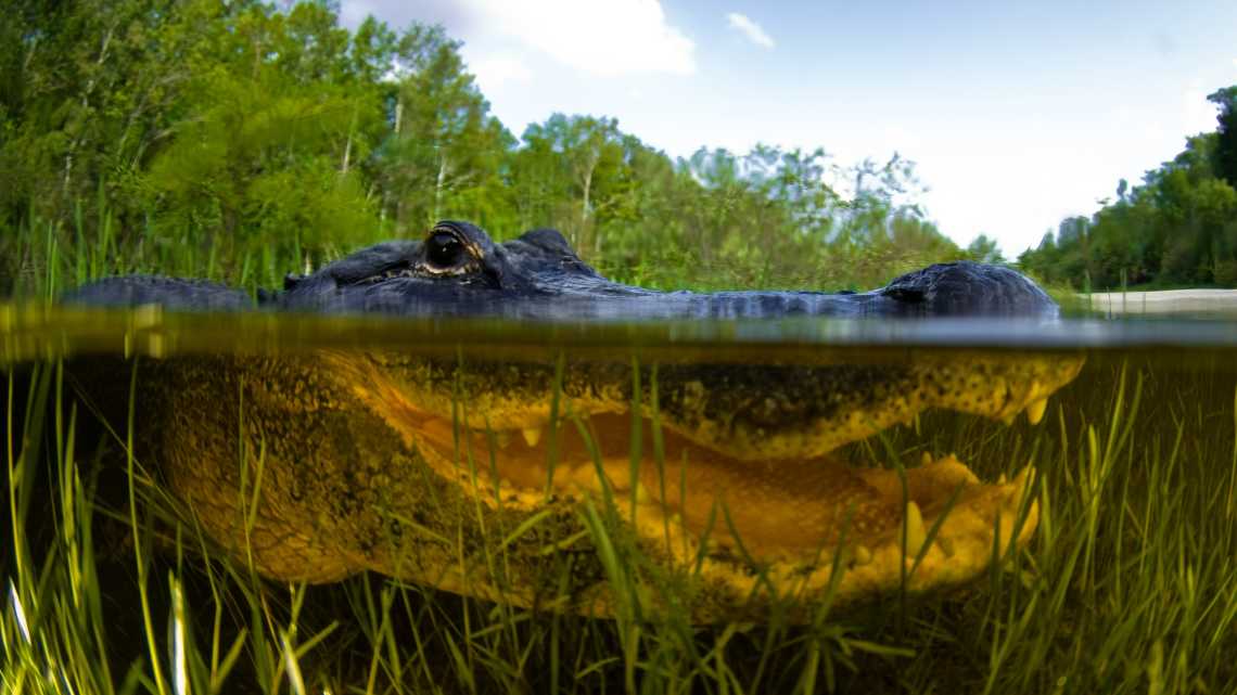 Amerikanischer Alligator, geteiltes Bild über und unter Wasser, Florida Everglades, USA. 