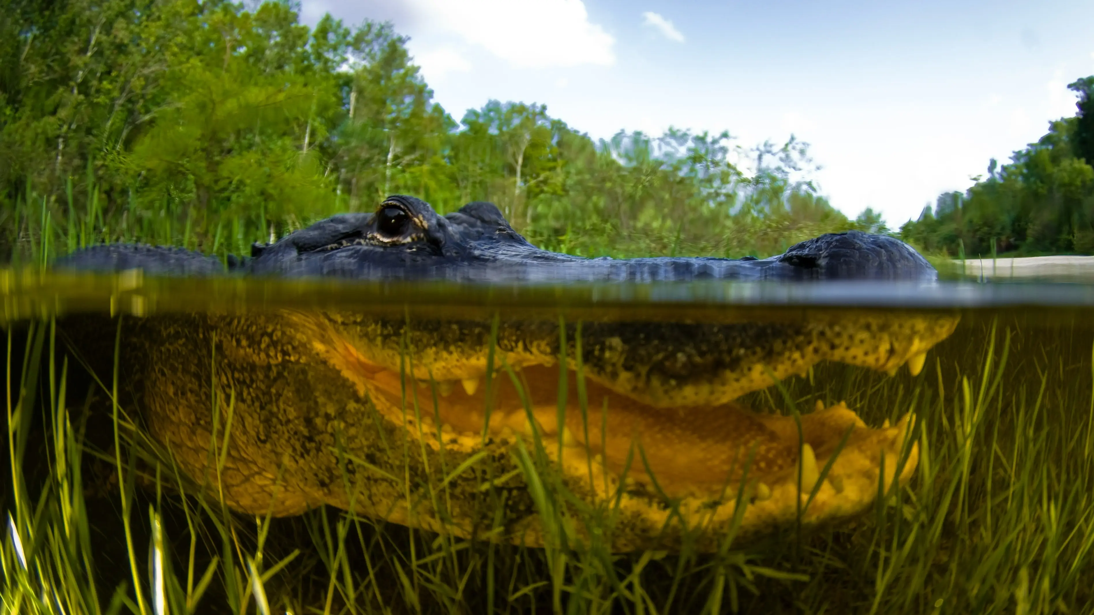 États-Unis Floride Parc national des Everglades Alligator d'Amérique, vue partagée au-dessus et au-dessous de l'eau, Everglades de Floride, États-Unis.