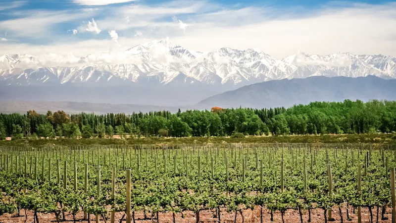 Argentinien, Mendoza Weinberge vor schneebedeckten Anden unter klarem Himmel. Mendoza, Argentinien