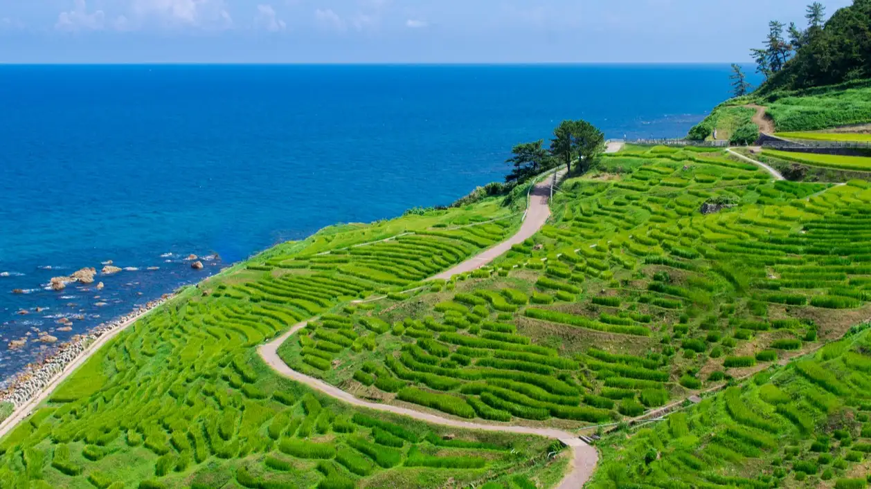 Rizières, péninsule de Noto, Japon