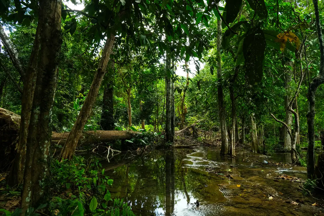Laos, Regenwald Bäume und Fluss im Regenwald