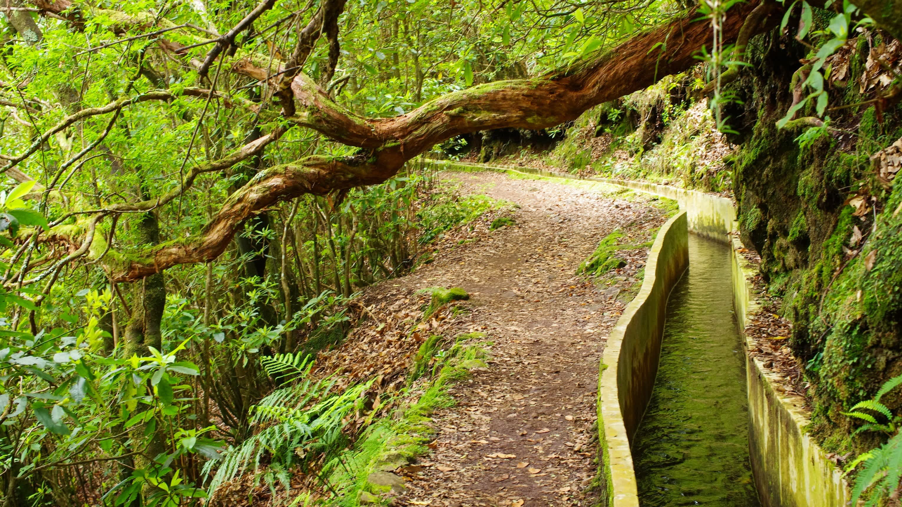 Levada Do Norte auf Insel Madeira, Portugal. 