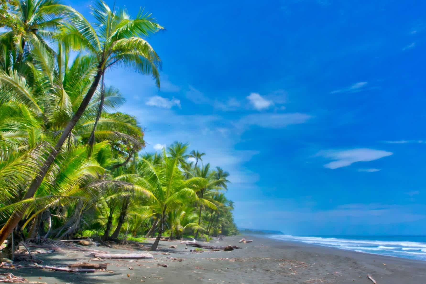 Strand im Corcovado-Nationalpark auf der Osa-Halbinsel in Costa Rica mit üppigem Palmen und bei strahlend blauem Himmel.