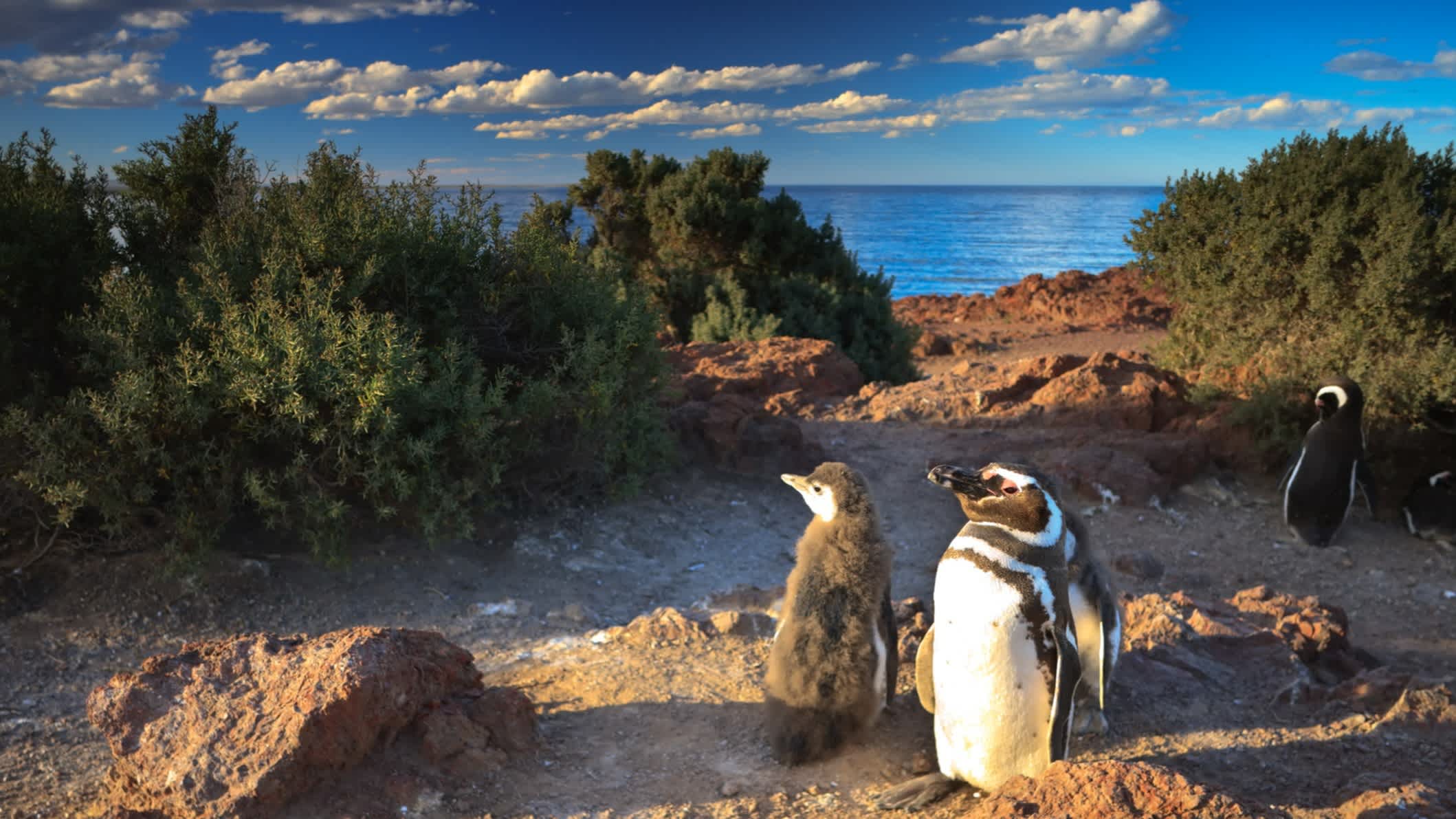 Chile Magellan Pinguin