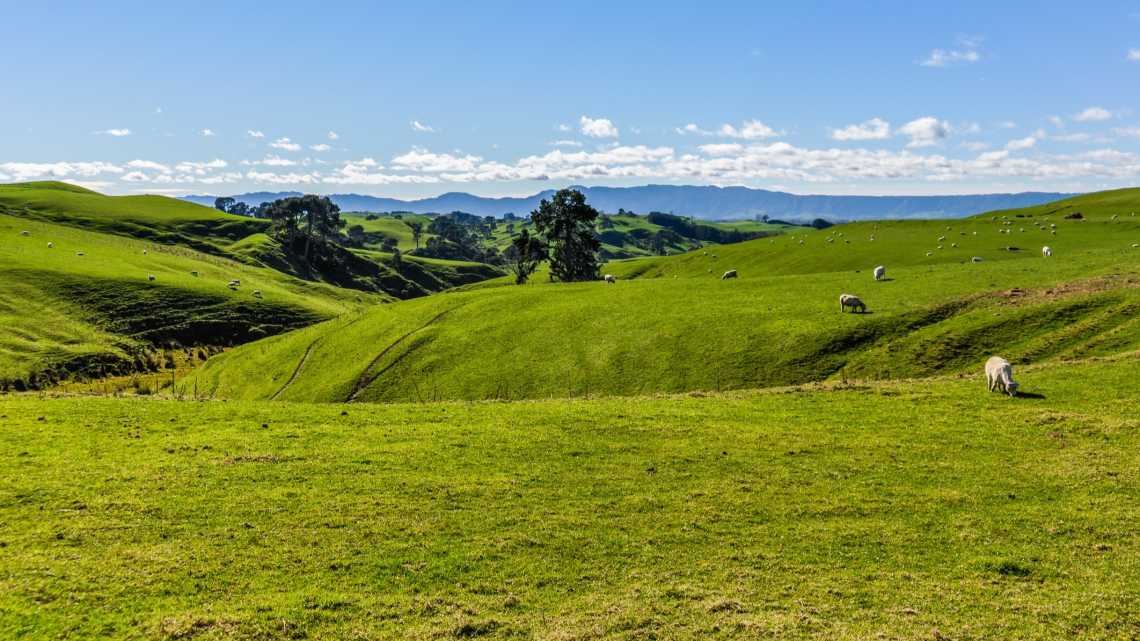 Champ vert près de Hobbiton, Matamata, Nouvelle-Zélande