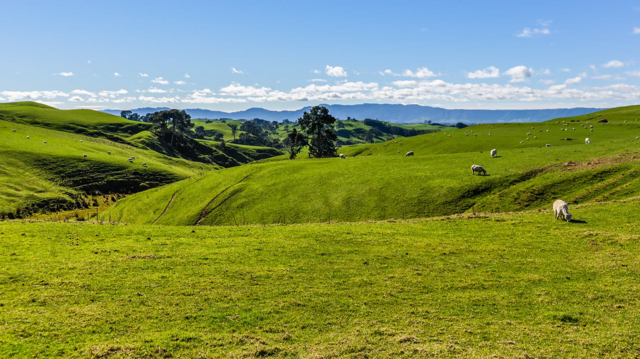 Grünes Feld in der Nähe von Hobbiton, Matamata, Neuseeland