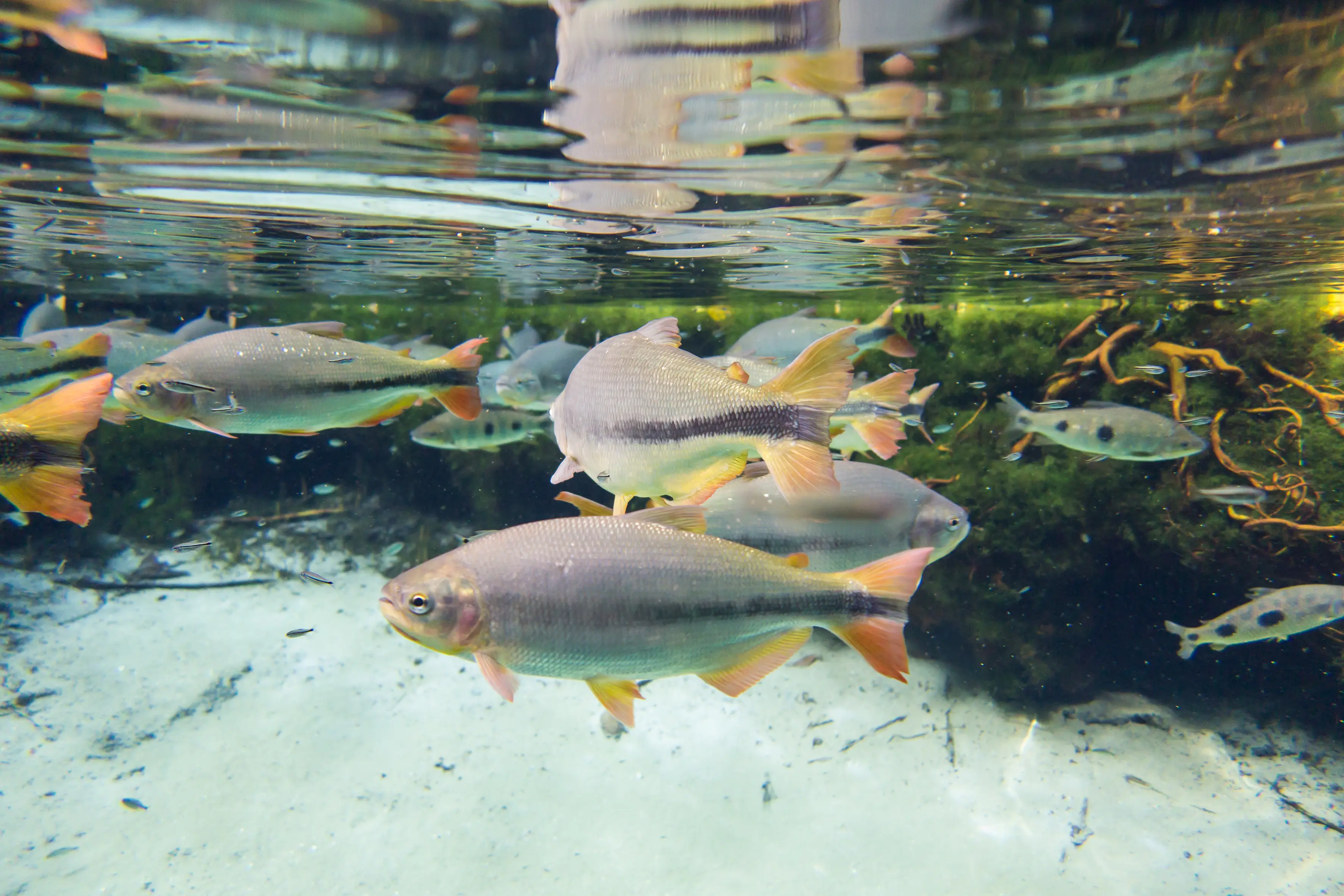 Tauchen mit Fischen am Salobra Fluss in Nobres, Brasilien 