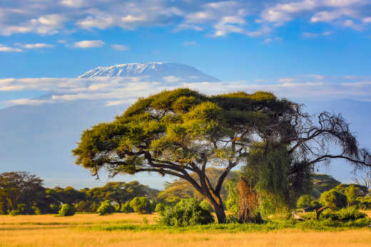 Der Kilimandscharo mit Akazien, Tansania. 