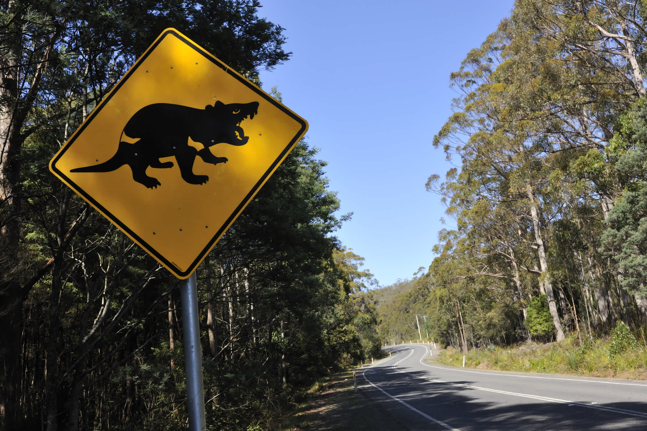 Straße und gelbes Straßenschild mit dem tasmanischen Teufel