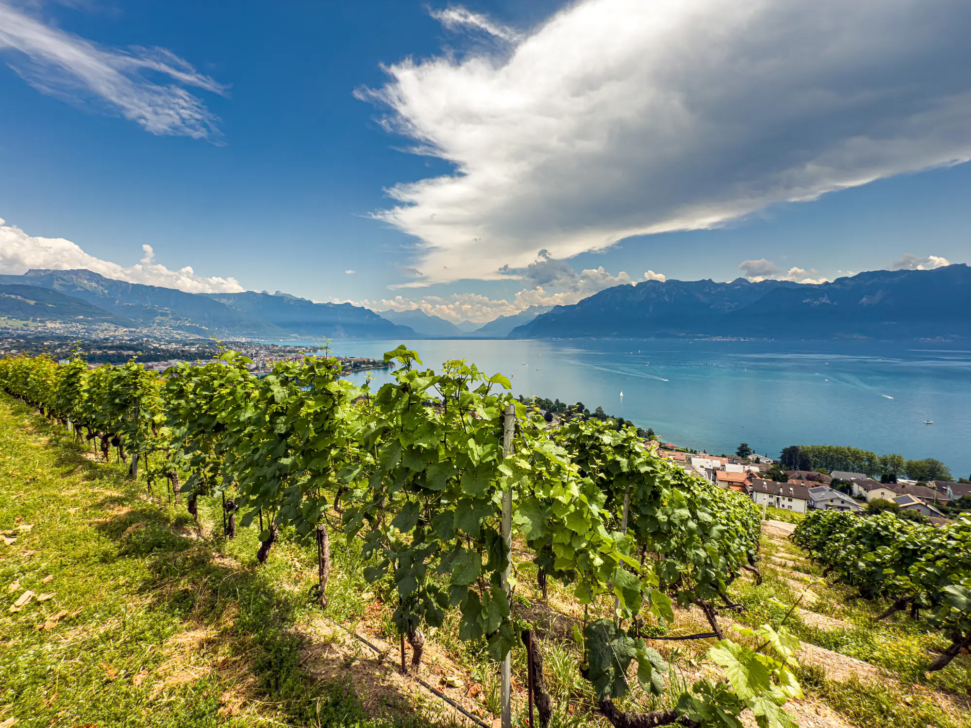 Lavaux Vineyards above Lake Geneva