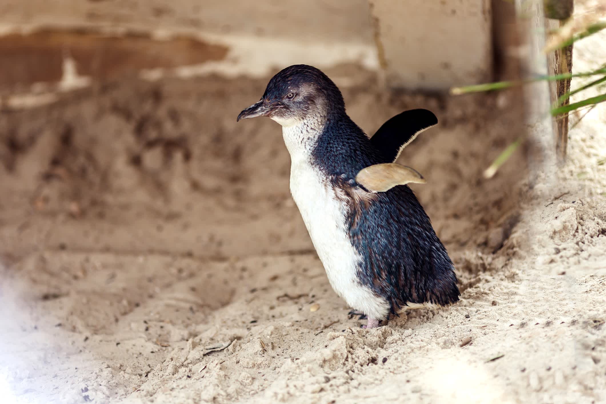 Pinguine, Phillip Island, Victoria, Australien