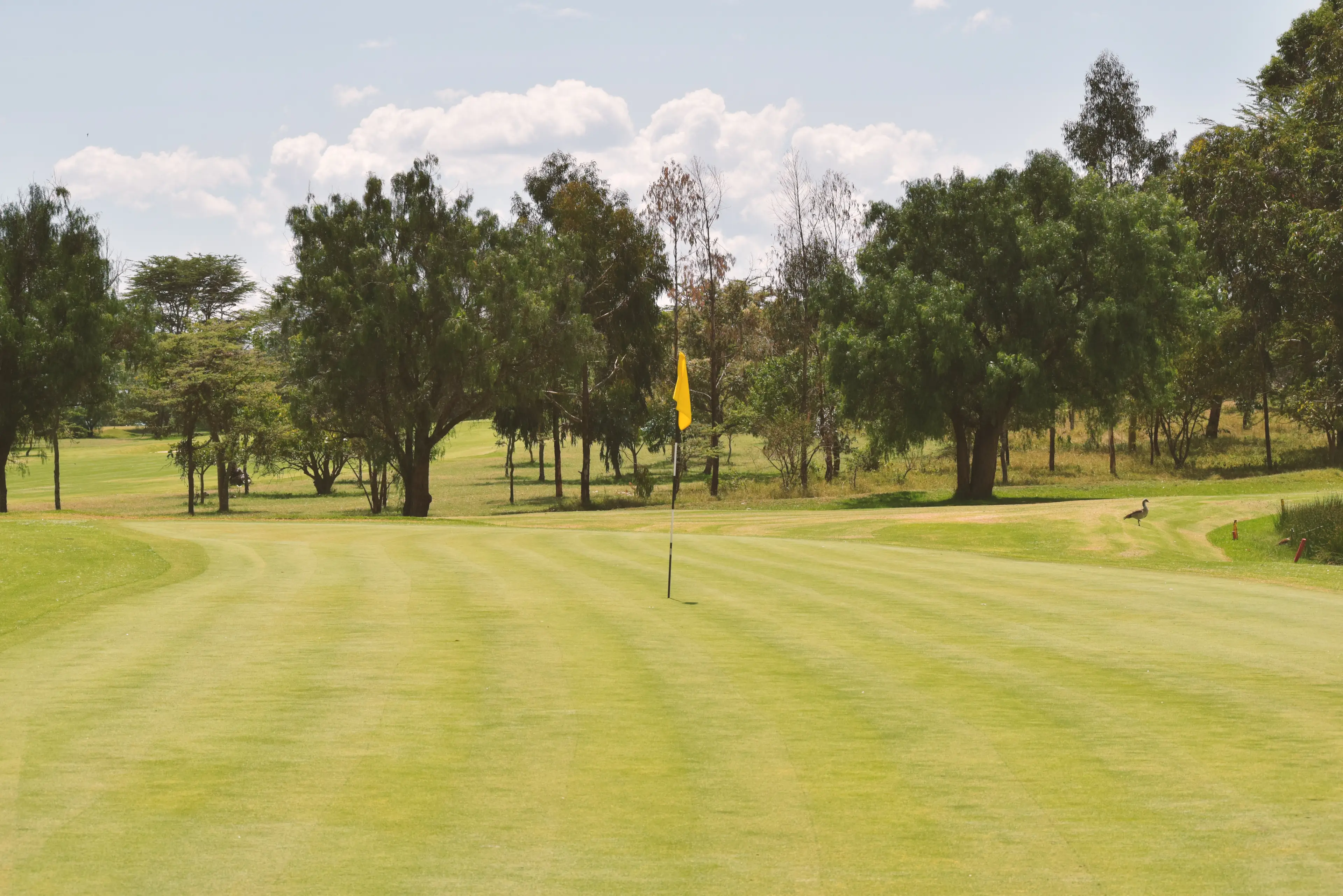 Gelbe Flagge, Golfplatz, Kenia