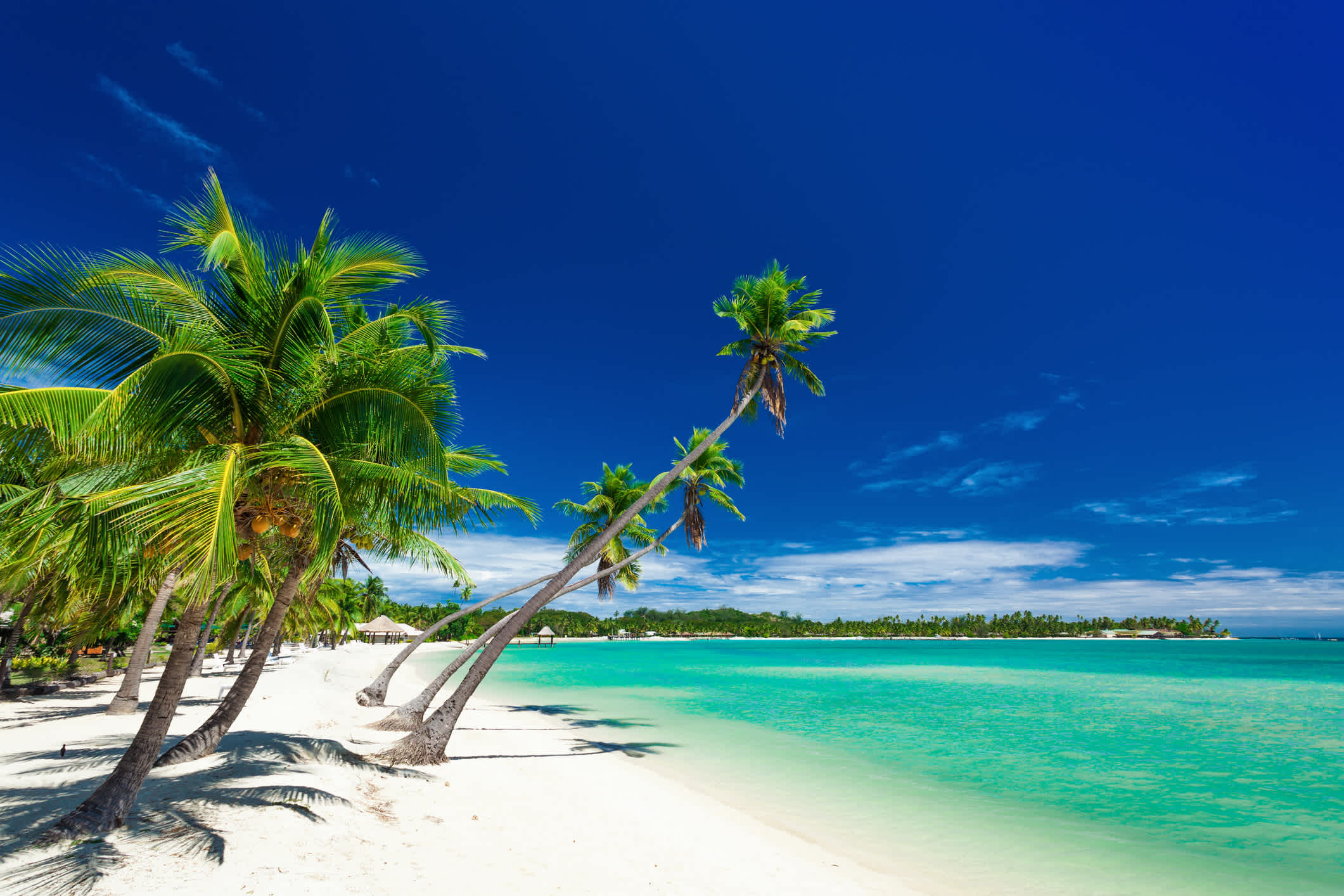 Palmen über weißen Strand auf einem eine Plantage Island, Fidschi