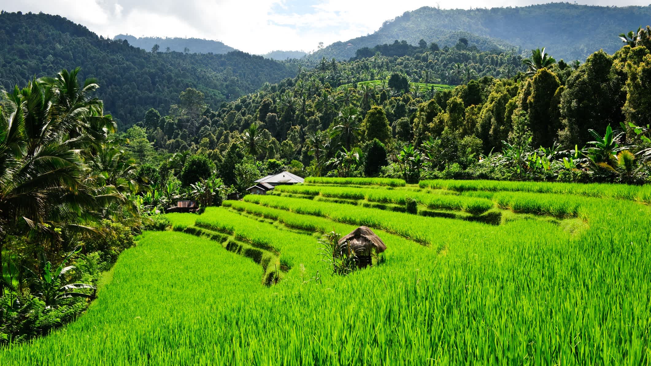 Reisfelder von Munduk