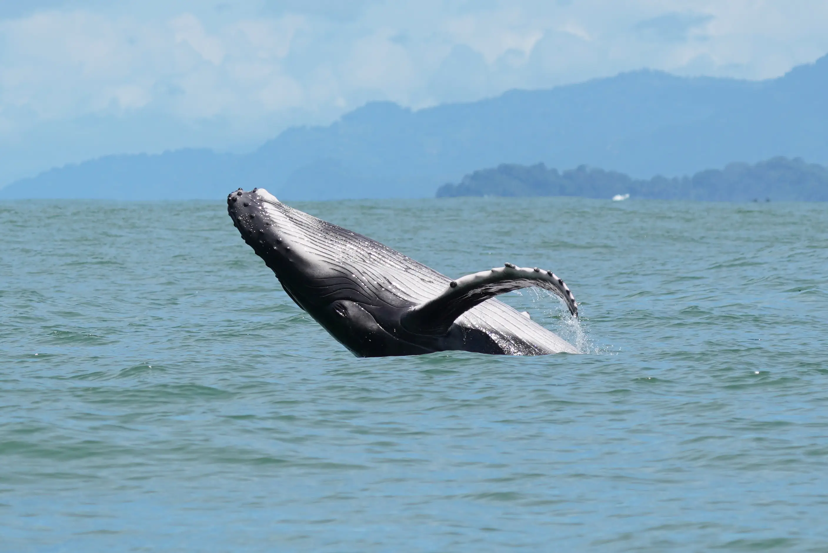Observation des baleines Baleine à bosse sur la côte du Costa Rica