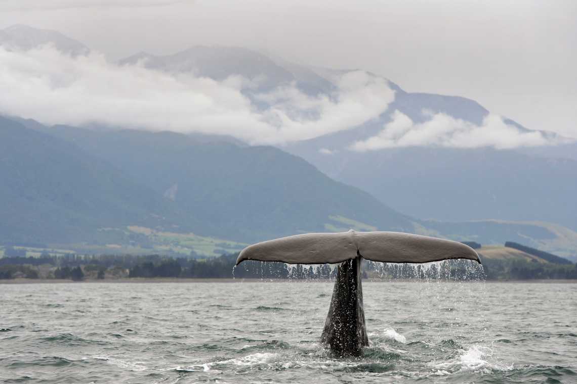 Une baleine au large des côtes de la ville de Kaikoura en Nouvelle-Zélande.