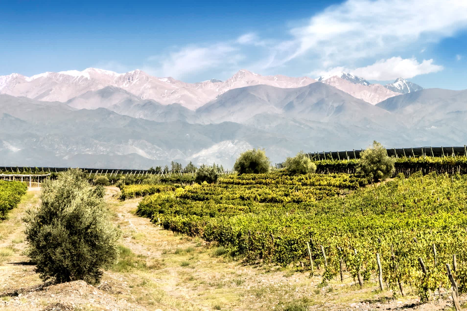 Un vignoble au Chili  installé au pied des montagnes