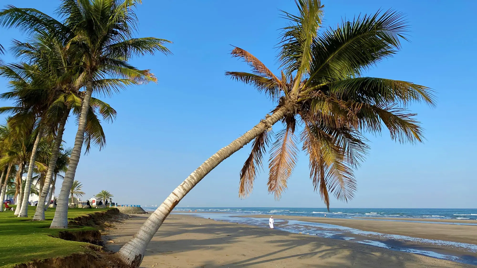 Vue de la plage de Qurum avec le palmier en premier plan, Mascate, Oman.

